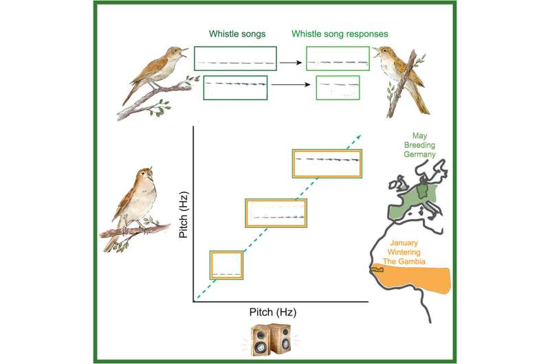 Poetic birdsong, precisely tuned: Study finds nightingales can flexibly adjust pitch