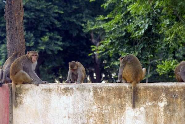 Male rhesus macaques often have sex with each other—a trait they have inherited in part from their parents