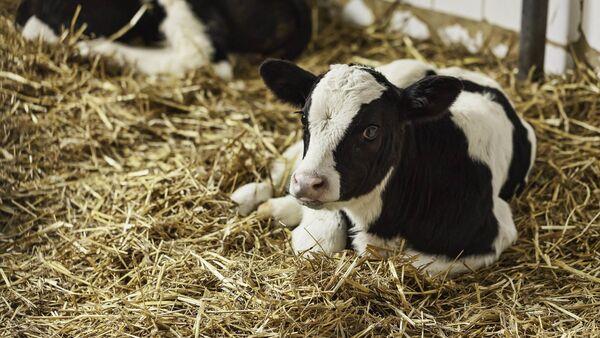 €5m in payments under dairy beef scheme