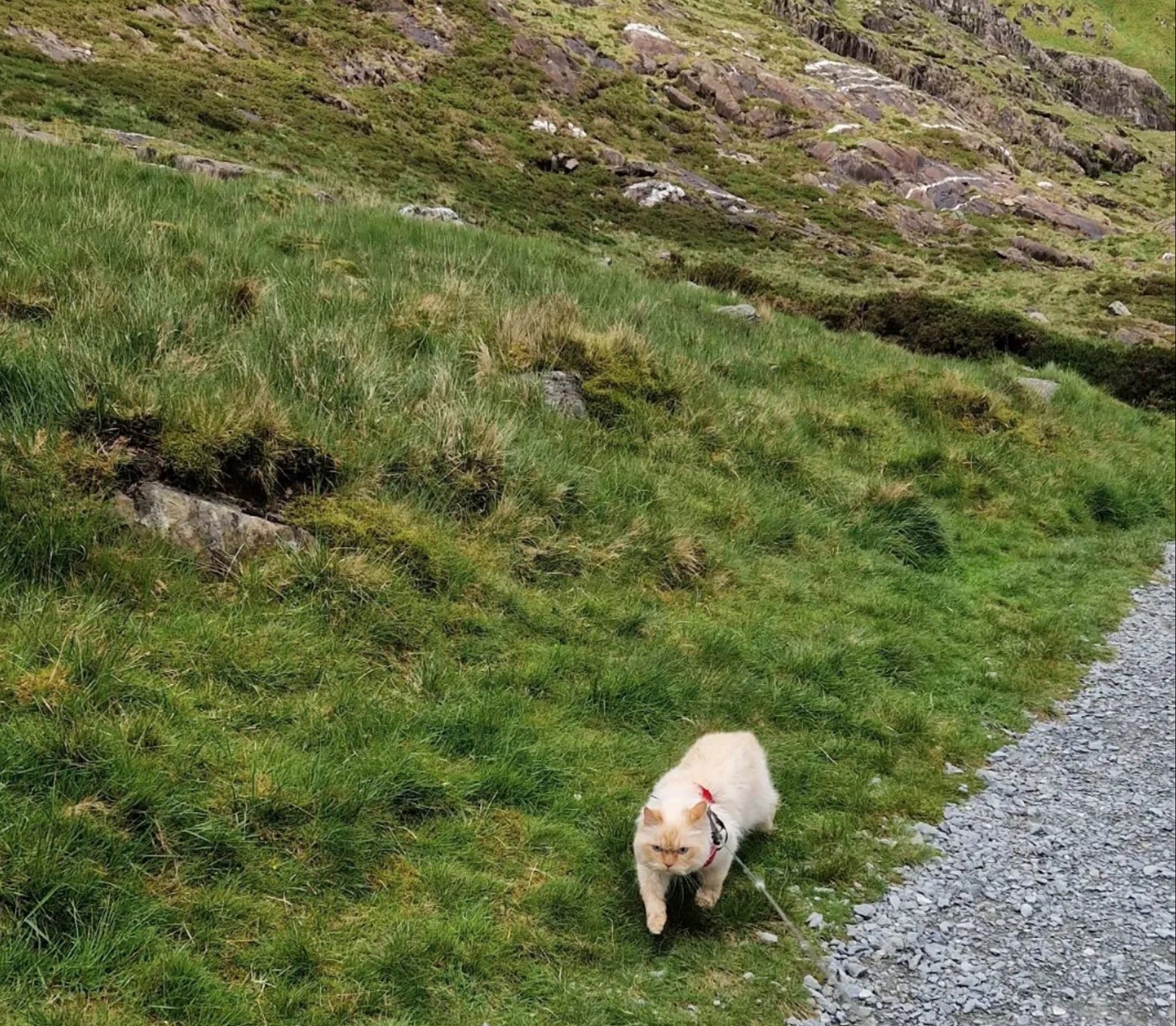 Pictured: Summit of Mount Snowdon, Wales. A cat has become the first feline to conquer the Three Peaks. Louis the Persian made history as it became the first cat to climb the highest mountains in England, Scotland and Wales. Alongside his owners Jess Peters and Dan Taylor, the seven year old cat actually walked up Scafell Pike, Ben Nevis and Snowdon and wasn't carried. Miss Peters, 31, and Mr Taylor, 34, walked with Louis while he was on a lead and made it to the summit each time. The couple, from Sherfield English, Hants, said their pet was 'better prepared than we were' as they revealed Louis walks a staggering six miles a day. SEE OUR COPY FOR DETAILS. ? Solent News & Photo Agency UK +44 (0) 2380 458800