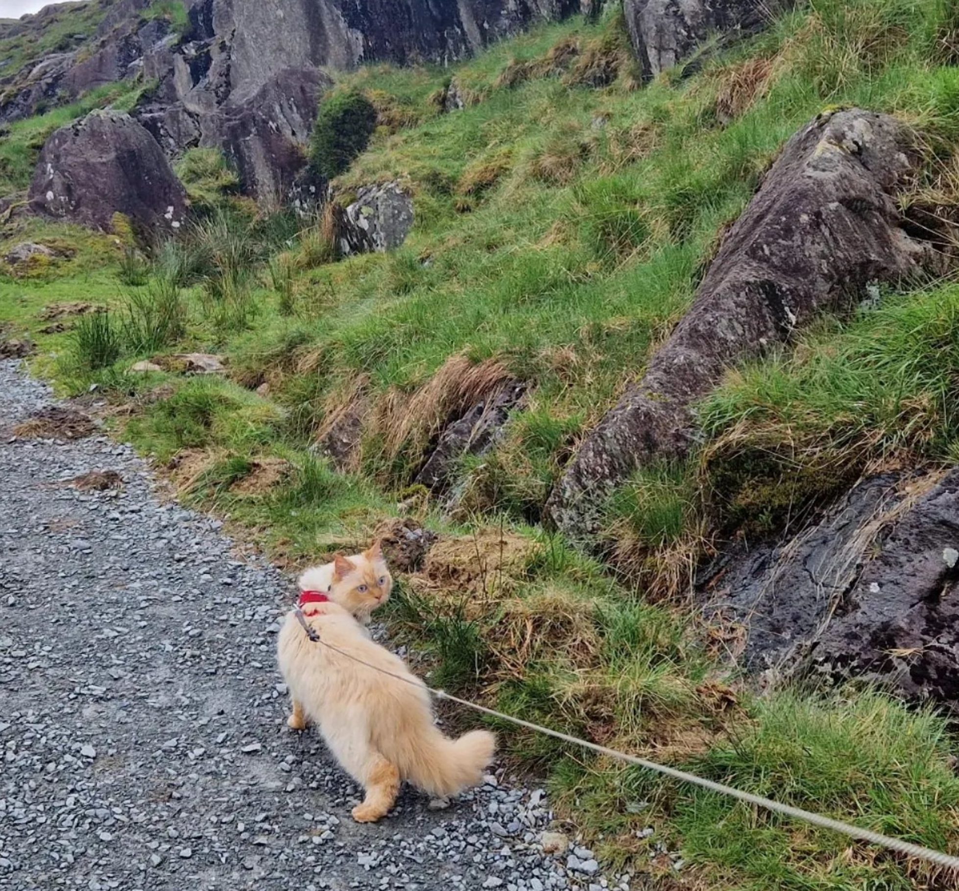 Pictured: Summit of Mount Snowdon, Wales. A cat has become the first feline to conquer the Three Peaks. Louis the Persian made history as it became the first cat to climb the highest mountains in England, Scotland and Wales. Alongside his owners Jess Peters and Dan Taylor, the seven year old cat actually walked up Scafell Pike, Ben Nevis and Snowdon and wasn't carried. Miss Peters, 31, and Mr Taylor, 34, walked with Louis while he was on a lead and made it to the summit each time. The couple, from Sherfield English, Hants, said their pet was 'better prepared than we were' as they revealed Louis walks a staggering six miles a day. SEE OUR COPY FOR DETAILS. ? Solent News & Photo Agency UK +44 (0) 2380 458800