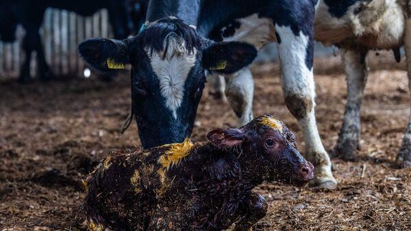 Why you should channel your inner scout on the farm this week