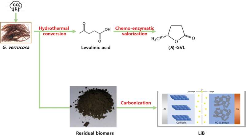将海藻kkosiraegi转化为生物航空燃料和药用原料