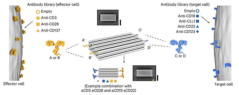 Artificial DNA structures fitted with antibodies may instruct the immune system to target cancerous cells