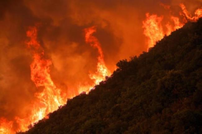 A wild fire burns the forest in central Greece.