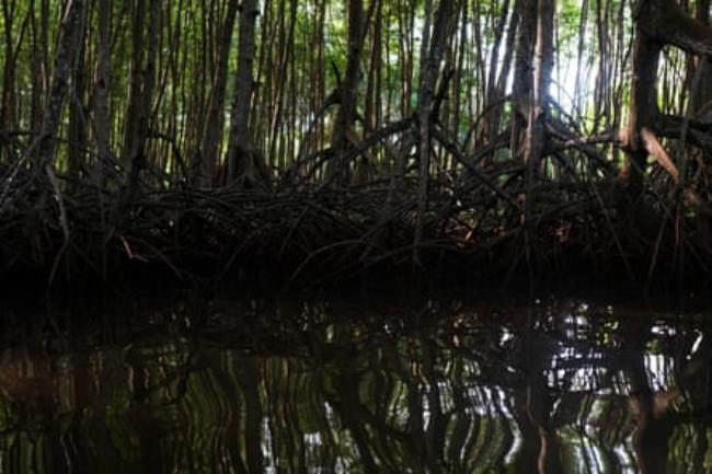 Mangrove trees