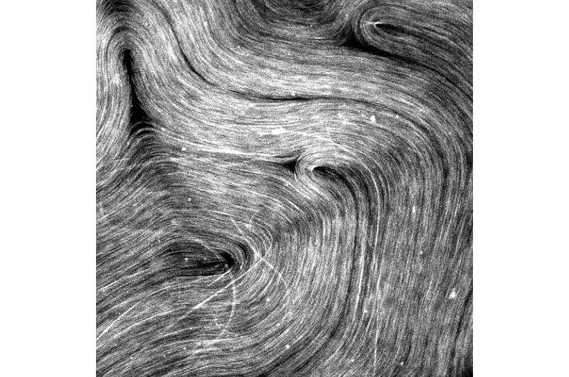 Physicists solve mysteries of microtubule movers