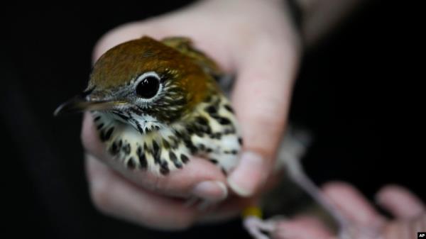 Wildlife Keeper Stephanie Scurtu examines a wood thrush, a kind of migrating songbird, to determine if it is healthy enough for release at the DuPage Wildlife Conservation Center, Oct. 4, 2024, in Glen Ellyn, Ill. 