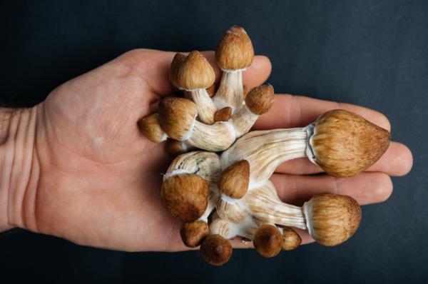 A handful of magic mushrooms.