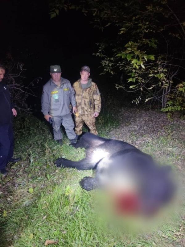 The bear was shot and killed following its two-day killing spree.
