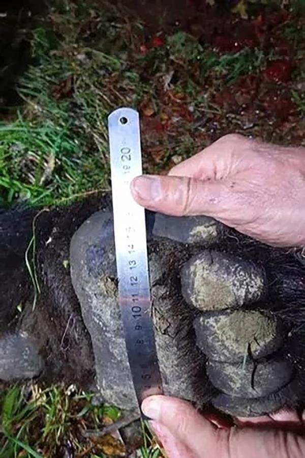 The bear mauled a father and son to death after breaking into their home.