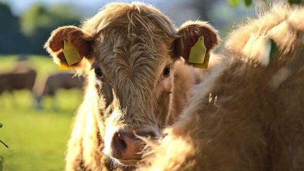 99.9% compliance rate found through residue testing of food-producing species