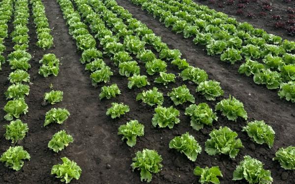 Ryan Kiesanowski's vegetable farm in Christchurch.