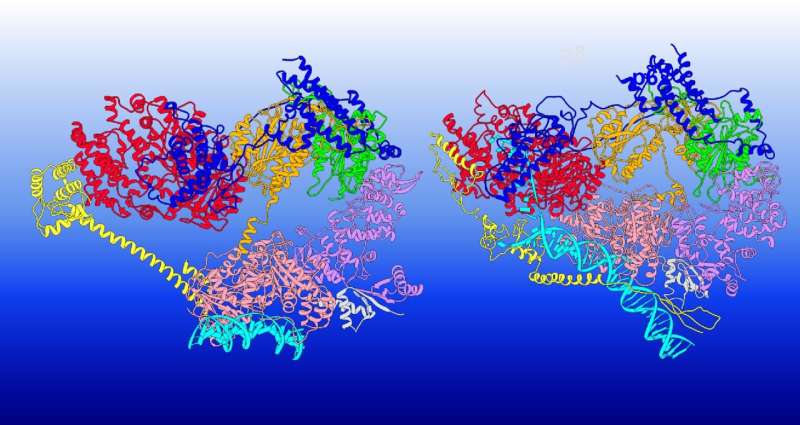 Georgia State researchers use ORNL supercomputer to gain new insights into DNA repair