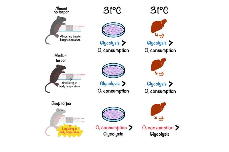 Towards organ preservation: Animal resistance to cold reflected in stem cells