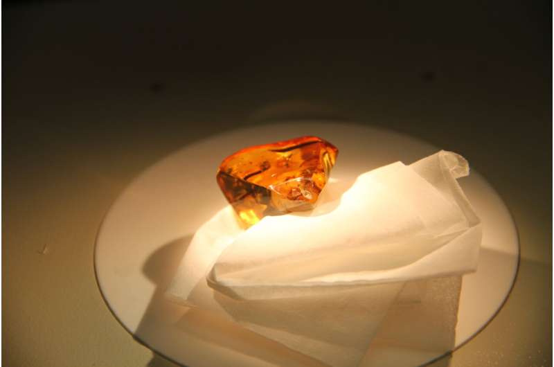 蜜蜂可能起源于古代超大陆，比预期早