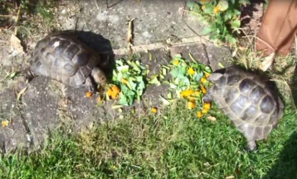 Two tortoises are seen eating leaves and yellow peppers on a patch of grass that borders concrete slabs