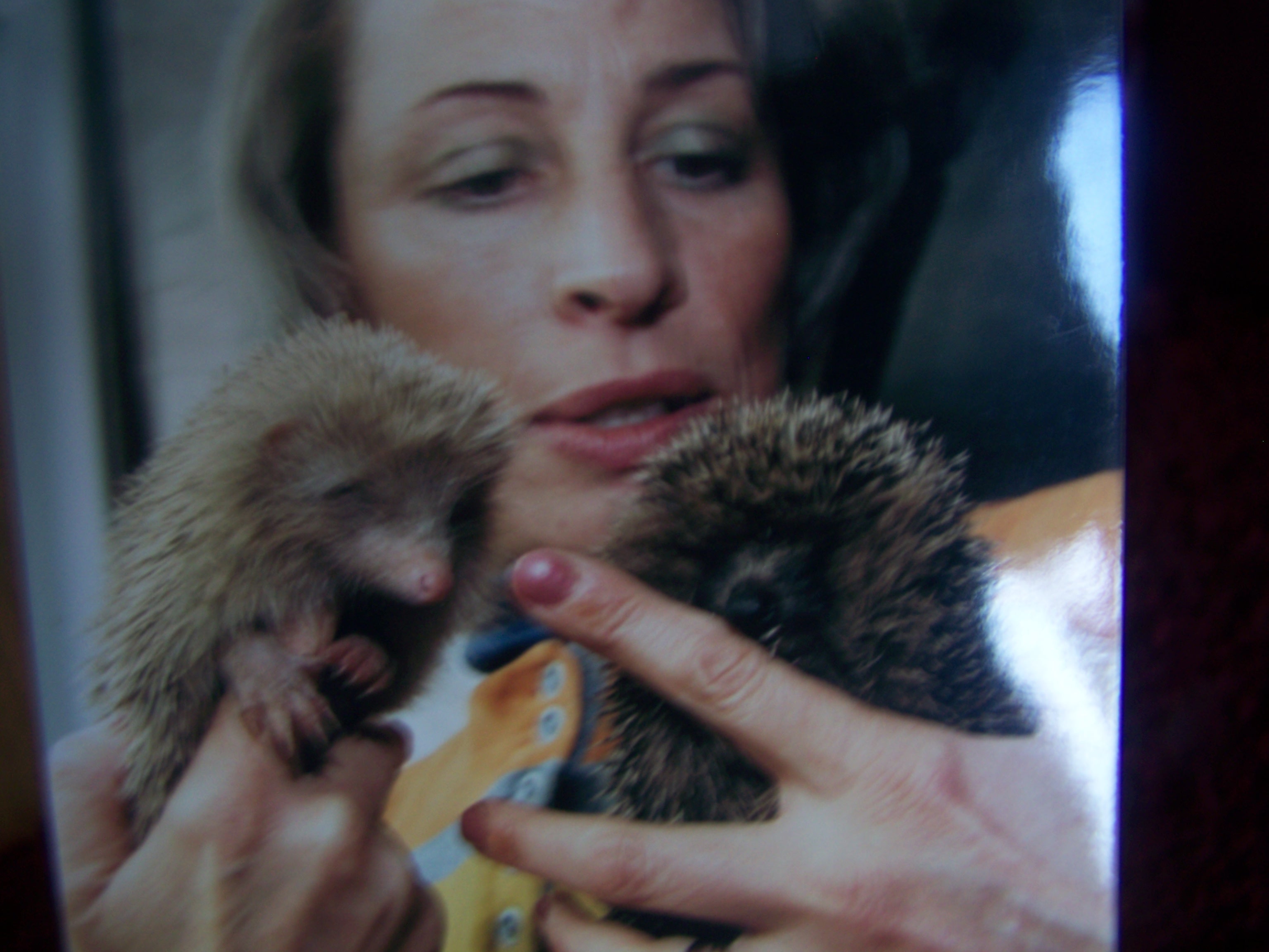 Councillor Gregory has pleaded for the burglars to return her tortoise, saying she is fearful he will not survive. She is pictured with two other pets, two hedgehogs (Picture: Pat Gregory)