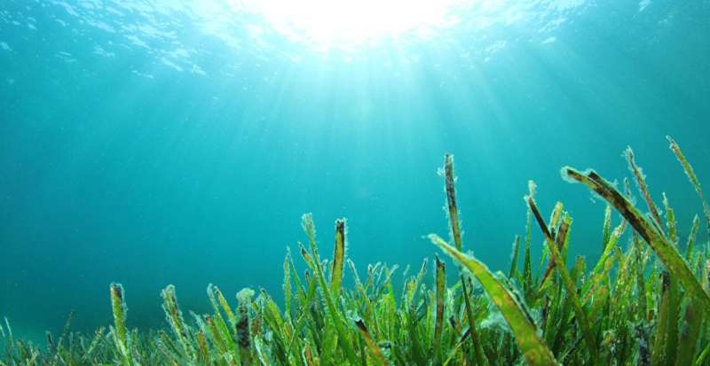 Artificial reefs in seagrass meadows could help protect against climate change