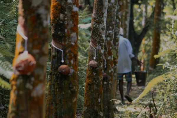 A worker walks a row of rubber trees.