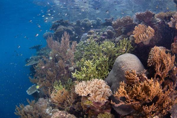 A tropical coral reef.