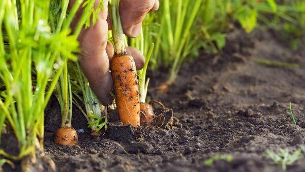 Applications open for Horticulture Crisis Fund