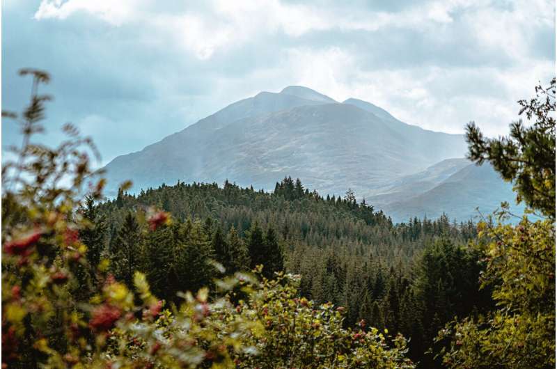 Scotland forest