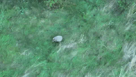 Hoo Zoo An drone image of a large capybara in the middle of a green grassy field