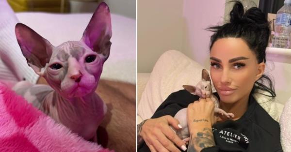 Katie Price holding her new sphynx kitten