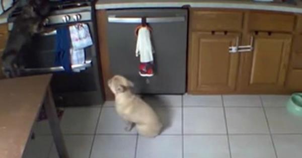 A black French bulldog was captured on CCTV pawing at a stove as a tan-colored bulldog watched