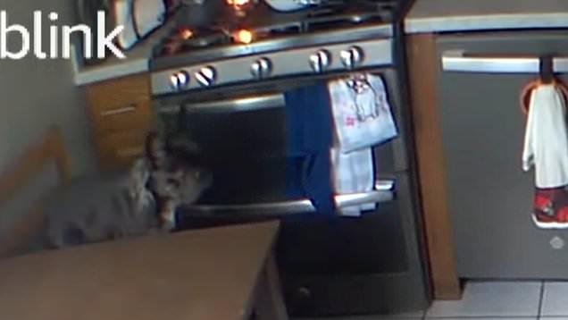 A black French bulldog named Harvey stands near the stove that is on fire