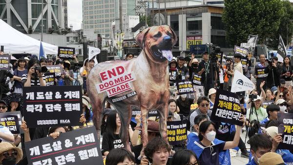 South Korean parliament endorses landmark legislation banning dog meat industry