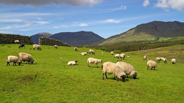Organic farmers to receive €6.8m in latest payment run