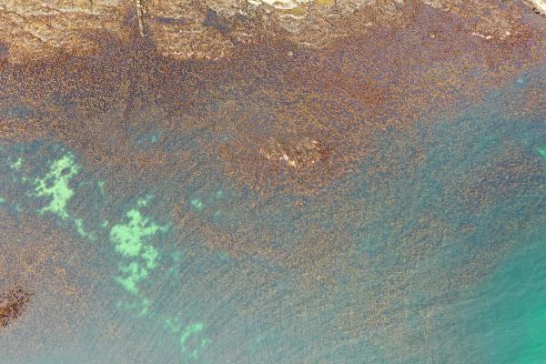 aerial shot looking down on coastal rocks, blue sea and brown seaweed kelp forests. 