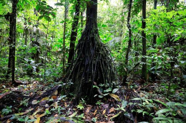 Ecuador says vote to halt Amazon oil drilling a ‘terrible precedent’