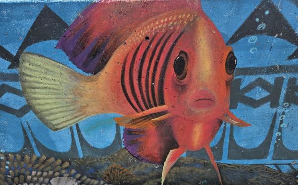The Rarotonga seawall mural spans 560 meters.