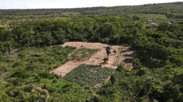 Panoramic view of the Chiquitana almond plantations in the indigenous community of Yororoba near the town of Robore in Bolivia