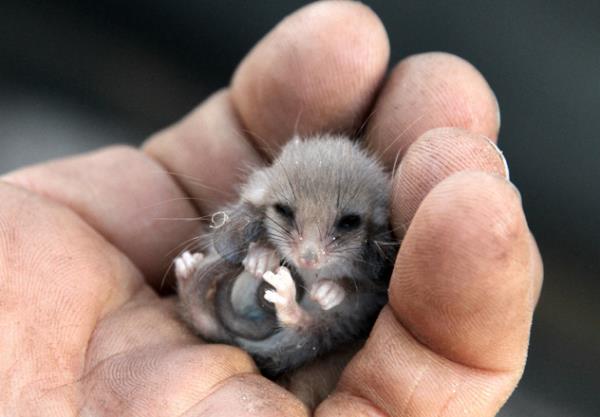 A juvenile male Western pygmy possum (Cercartetus concinnus) in a state of torpor. In cold conditions, pygmy possums will enter this state to co<em></em>nserve energy. 