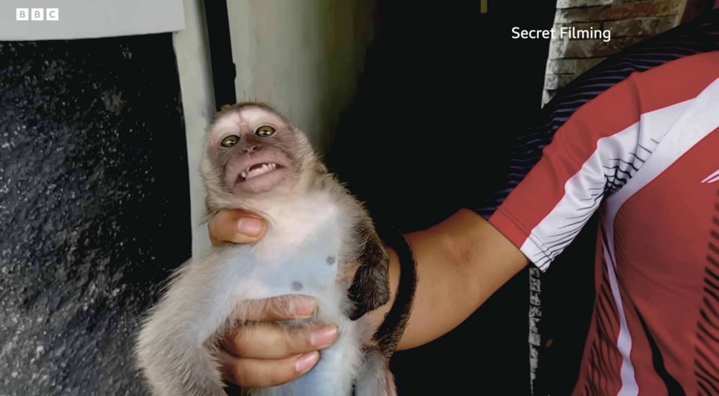 Uncleared grabs monkey torture exposed