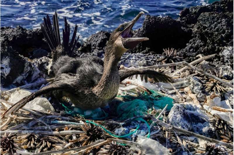 Without further mitigation and clean-up, the lingering plastic litter could double within two decades, according to the study's 