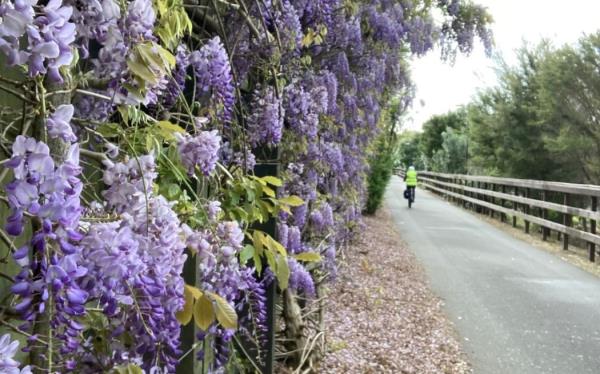 The wisteria wall at its full glorious peak in October 2022.