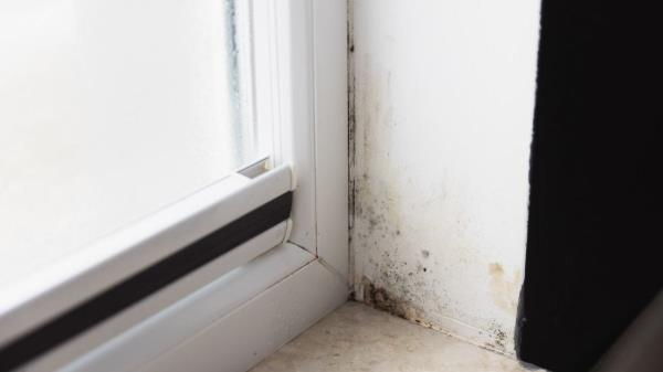 Don't want mold in your home? The 