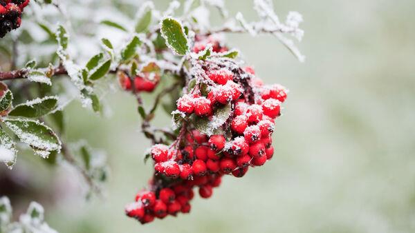 Five of the brightest and best shrubs to grow for festive berries