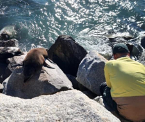 Seal sitting on rockwall, with NPWS assisting with rescue