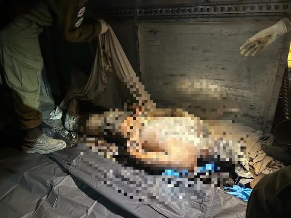 A victim of the Hamas attack was put into a body bag by responding Israeli forces.