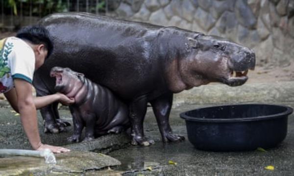 A zoo worker plays with a female dwarf hippopotamus named Moo Deng, which means Pork bouncy at Khao Kheow Open Zoo