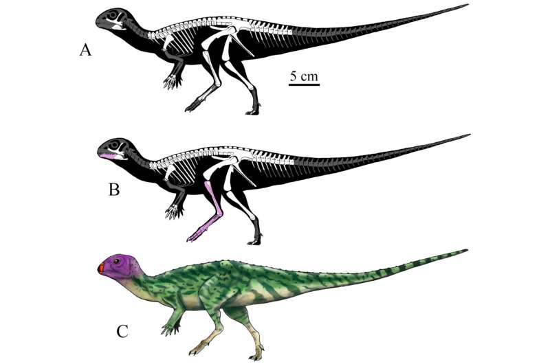 New dinosaur species discovered in Thailand