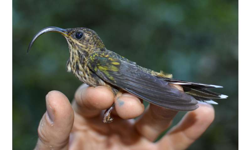 Farms with natural landscape features provide sanctuary for some Costa Rica rainforest birds