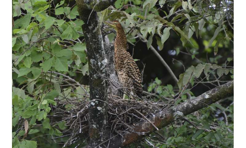 Farms with natural landscape features provide sanctuary for some Costa Rica rainforest birds