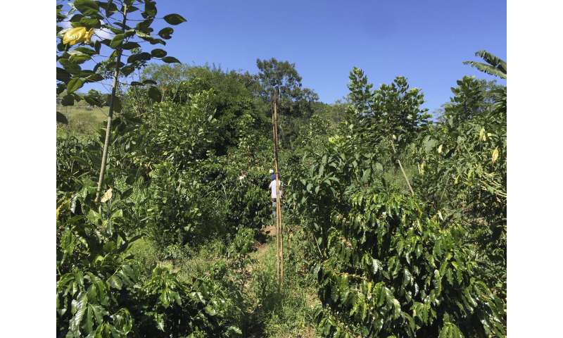 Farms with natural landscape features provide sanctuary for some Costa Rica rainforest birds